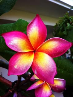 a pink and yellow flower with green leaves