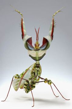 a close up of a praying mantissa on a white background with its legs spread out