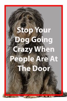 a dog with the words stop your dog going crazy when people are at the door