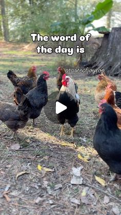 a group of chickens standing next to each other on top of a grass covered field