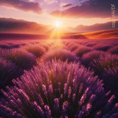 the sun is setting over a lavender field