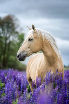 a white horse standing in a field of purple flowers