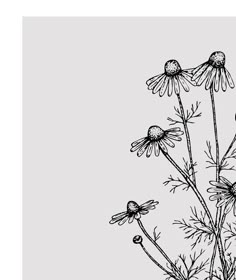 a black and white drawing of flowers on a light gray background with the words, wildflowers