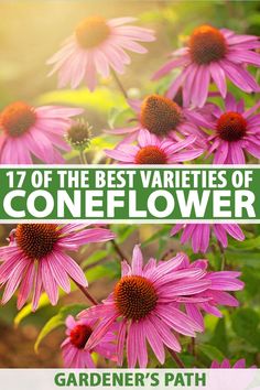 purple flowers with the words 17 of the best varieties of coneflower in green text