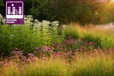 a field with flowers and trees in the background