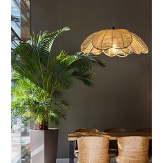 a plant in a pot and some lights hanging from the ceiling next to two chairs