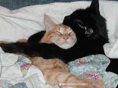 two cats are sleeping together on the bed