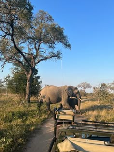 an elephant walking down a road next to a tree