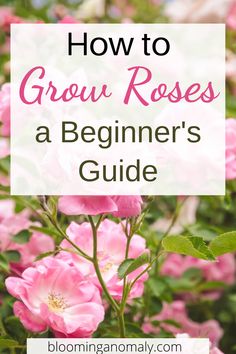 pink roses with text overlay how to grow roses a beginner's guide