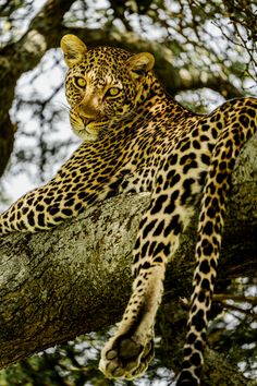 a leopard sitting on top of a tree branch