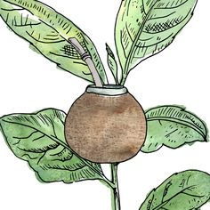 a drawing of a potted plant with green leaves on the outside and brown inside