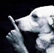 a black and white photo of a dog holding something in it's mouth with his paw