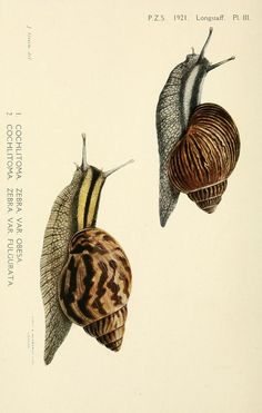 two snails are shown in this antique print