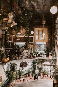 a kitchen filled with lots of potted plants