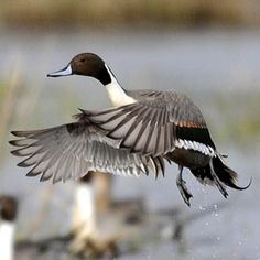 two birds are flying in the air next to some water and grass with their wings spread out