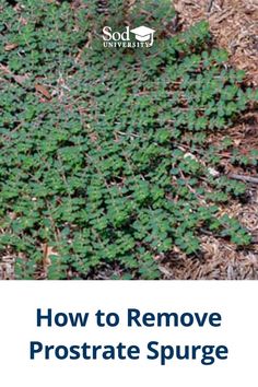 how to remove prostraate sprout from the ground in your garden?