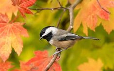 a small bird perched on a branch in front of some fall colored leaves and branches