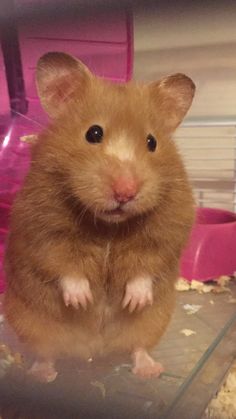 a brown hamster sitting on top of a table