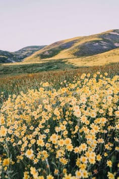 a field full of yellow flowers with hills in the background