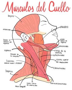 a diagram of the muscles and their corresponding parts in spanish, with caption for each section