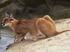 a cat sitting on the edge of a body of water