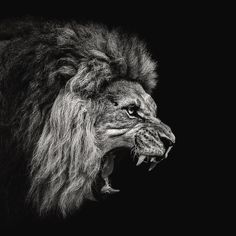 a black and white photo of a lion with its mouth open