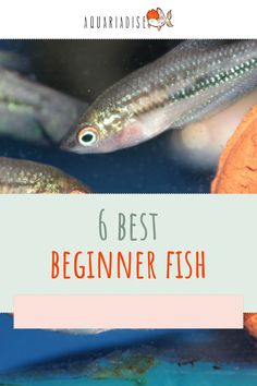 fish swimming in the water with text overlay reading 6 best beginner fish