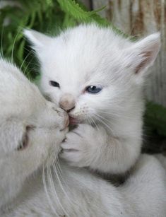 two white kittens playing with each other in front of some green plants and leaves