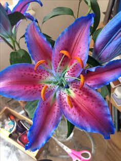 a pink and blue flower in a vase with scissors