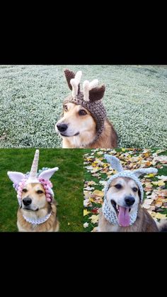 two dogs wearing unicorn hats in the grass