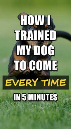 how i trained my dog to come every time in 5 minutes Behavior Problems