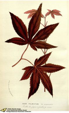 an illustration of a plant with red leaves