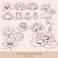 lotus flowers and water lilies are drawn in black ink