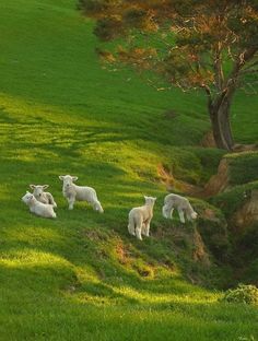 several sheep are standing in the grass near a tree