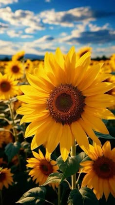 a large sunflower is in the middle of a field with blue sky and clouds