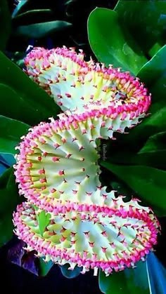 two pink and white flowers in the middle of green leaves with one flower opening up