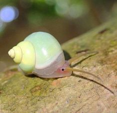 a close up of a snail on a tree branch