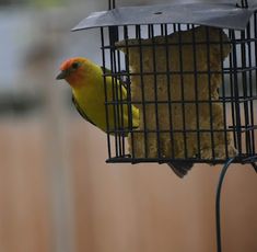 a yellow bird sitting on top of a cage