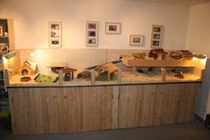 a display case filled with lots of different types of animals in it's habitat