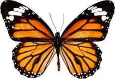 a close up of a butterfly on a white background