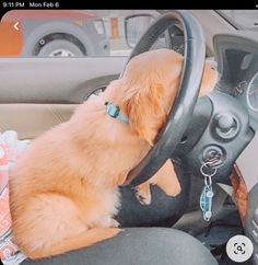 a dog sitting in the driver's seat of a car with its head on the steering wheel