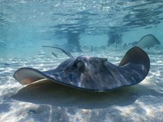 a manta ray swims through the water near other people swimming in the background