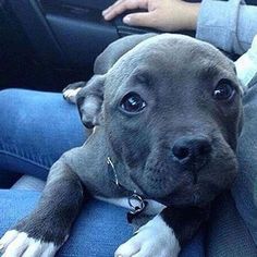 a dog is sitting in the back seat of a car with its head resting on someone's lap