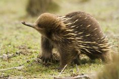 an animal that is walking in the grass