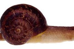 a close up of a snail on a white background