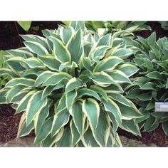 a large green plant with white and yellow stripes on it's leaves in a garden