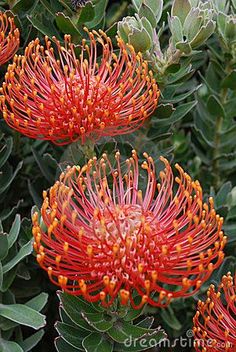 red flowers with green leaves in the foreground and an orange flower on the background