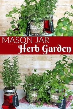 mason jar herb garden with herbs in it and text overlay that reads mason jar herb garden