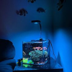 a fish tank sitting on top of a table in front of a wall with blue lights