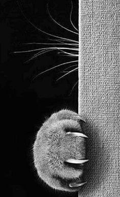 a black and white photo of a cat peeking out from behind a wall with it's tail sticking out